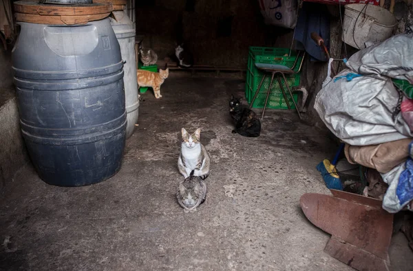 Cats Gambol Quietly Barn Cabezuela Del Valle Caceres Extremadura Spain — Foto Stock