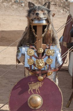 Signifer equipment or standard bearer of the Roman legions. These roman officers covered their helmets with wolf furs