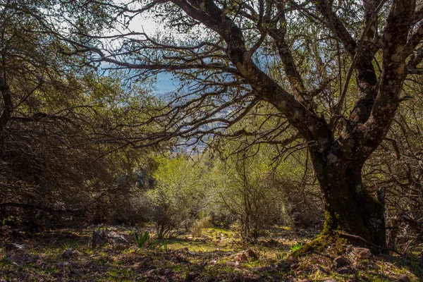 西班牙埃斯特雷马杜拉Caceres Monfrague国家公园的老野生橄榄林 — 图库照片