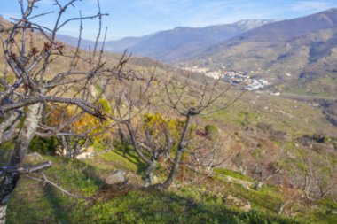 Kış sahnesi kiraz ağacı tomurcuklarıyla dolu, dipte Jerte Valley dağları, Extremadura, Caceres, İspanya