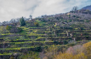 Teraslarda yetişen kiraz ağaçlarıyla dolu kış sahnesi Valle del Jerte, Caceres, Extremadura, İspanya