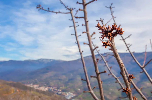 在西班牙Caceres的埃斯特雷马杜拉 冬季充满了樱桃树芽 底部是Jerte Valley山 — 图库照片