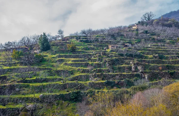 Escena Invernal Llena Cerezos Creciendo Terrazas Valle Del Jerte Cáceres —  Fotos de Stock