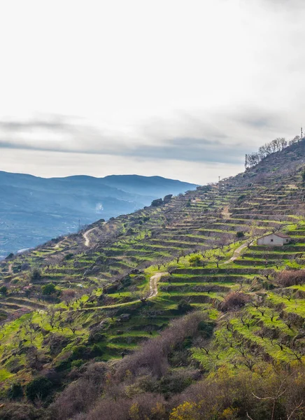 Escena Invernal Llena Cerezos Creciendo Terrazas Valle Del Jerte Cáceres —  Fotos de Stock