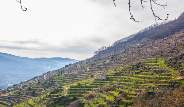 Teraslarda yetişen kiraz ağaçlarıyla dolu kış sahnesi Valle del Jerte, Caceres, Extremadura, İspanya