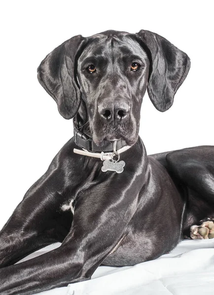 Great Dane Dog Portrait One Largest Breeds World Black Young — Stock Photo, Image