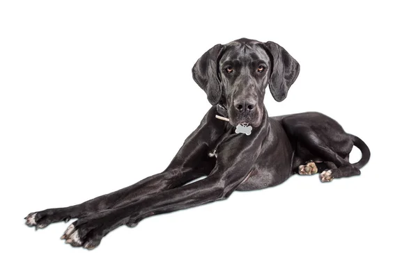 Great Dane Dog Portrait One Largest Breeds World Black Young — Stock Photo, Image