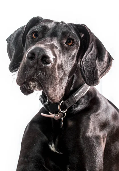 Great Dane Dog Portrait One Largest Breeds World Black Young — Stock Photo, Image