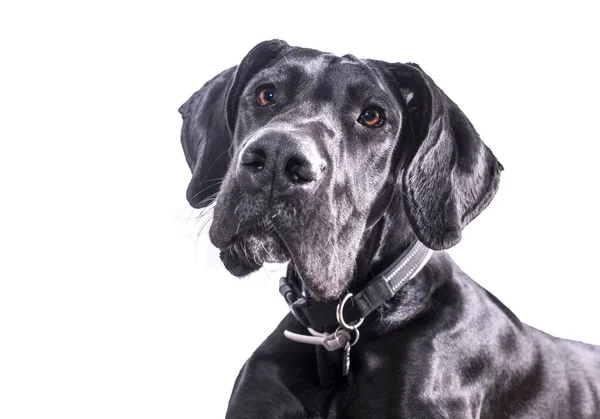 Портрет Собаки Великого Дейна Одна Найбільших Порід Світі Чорна Молода — стокове фото