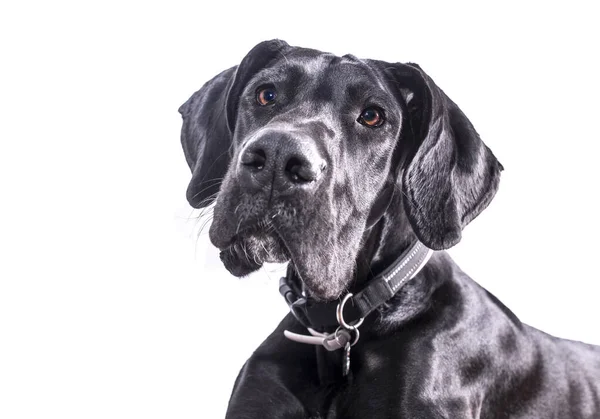 Great Dane Dog Portrait One Largest Breeds World Black Young — Stock Photo, Image