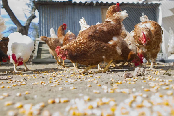 Domestic Hens Eating Corn Grains Country Hen House Sustainable Poultry — Stock Photo, Image