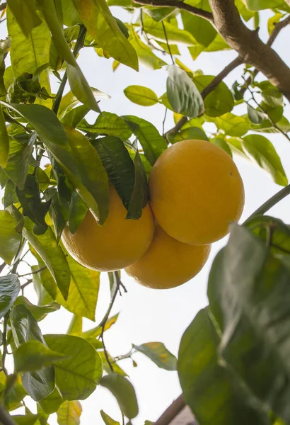 Grapefrukt Bakgård Träd Frukt Jerte Valley Stuga Navaconcejo Caceres Extremadura — Stockfoto