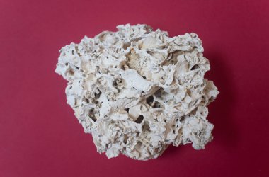 Sular çekildiğinde kıyı şeridi intertidal bölgesinde bulunan çakıl taşının üzerindeki tüp solucanlarıyla kalorili beton oluşumu. Kırmızı arkaplan