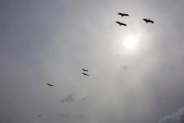 白いコウノトリが太陽光に対して飛んでいる スペインのエストレマドゥーラ — ストック写真