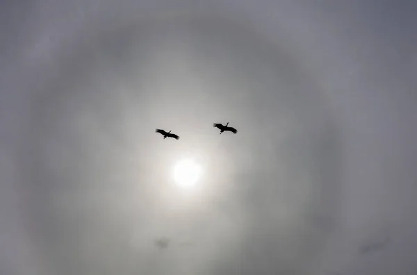 Two White Storks Flying Sunlight Halo Extremadura Spain — Stok fotoğraf