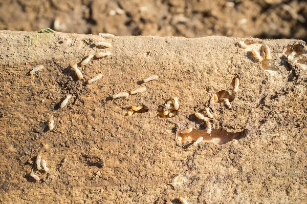 Termites Working Old Wooden Beam Overhead Shot — Stockfoto