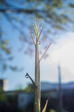 Baharın doğuşunda yeşil bambu filizleri. Çiy damlalarıyla dolu bir bıçak