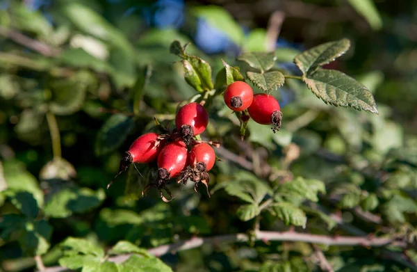 Róża Hip Gałęzie Czerwonymi Owocami Sezonie Jesiennym Valdesalor Estremadura Hiszpania — Zdjęcie stockowe