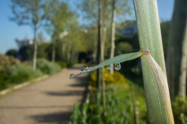 Beautiful Ground Green Bamboo Sprouts Spring Sunrise Blade Full Drops — Foto Stock