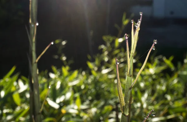 Beautiful Ground Green Bamboo Sprouts Spring Sunrise Blade Full Drops — Stock Photo, Image