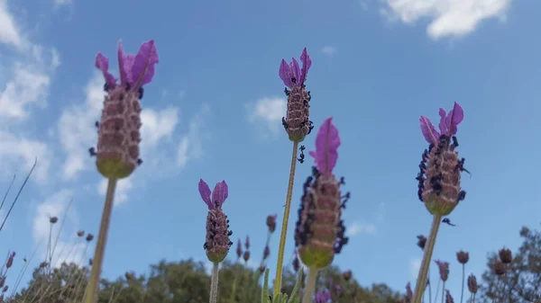 Levandulové Stonky Jsou Vidět Nad Modrou Oblohou Mraky Selektivní Zaměření — Stock fotografie