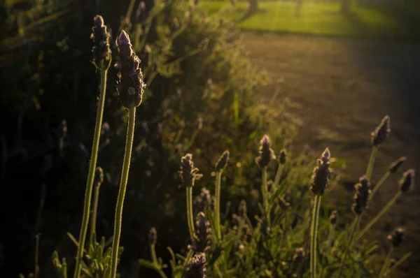 Backlighting Lavender Plant Sunset Springtime Aromatic Herbaceous Abundant Extremaduran Dehesa — Fotografia de Stock