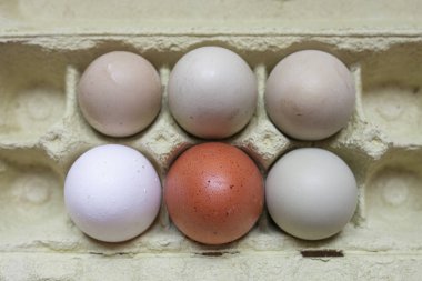Araucana, kahverengi ve beyaz yumurtalar. Tepeden çekim