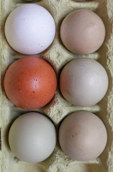 Araucana, brown and white eggs in package. Overhead shot