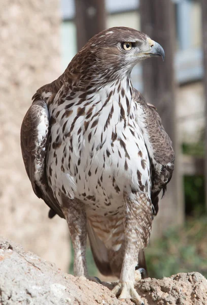 Bonellis Eagle Aquila Fasciata Ligt Een Rotshelling Portret — Stockfoto