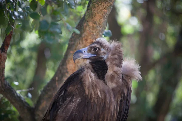 Avvoltoio Cinereo Arroccato Nella Foresta Chiamato Anche Egypius Monachus Focus — Foto Stock