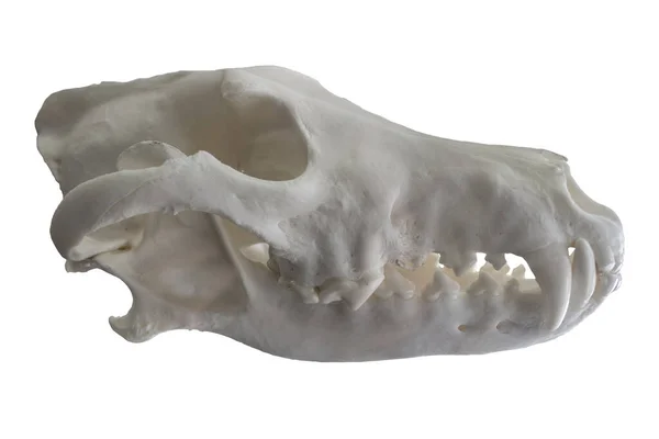 Иберийский Череп Волка Назвал Canis Lupus Signatus Изолированный Белом Фоне — стоковое фото