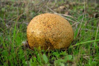 Olgun kıvrımlı balon mantarı ya da Lycoperdon perlatum. Yakın çekim.