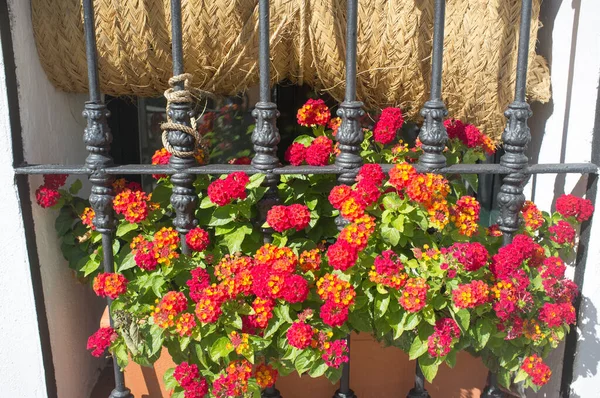 Nun Corner Square Caceres Extremadura Spain Window Full Flowers Esparto — Stockfoto