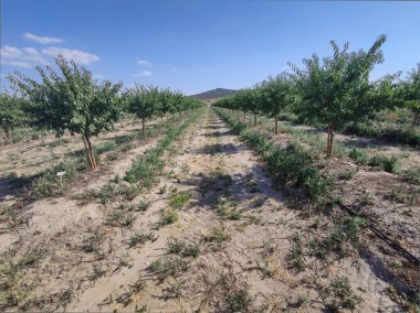 Young almond tree plantation on summer. Vegas Altas del Guadiana, Badajoz, Spain