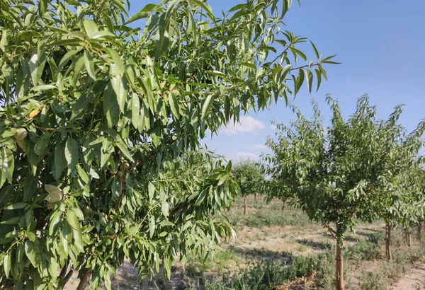 Young Almond Tree Plantation Summer Vegas Altas Del Guadiana Badajoz — Stockfoto