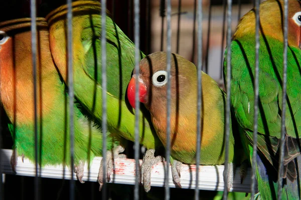 Agapornis Fischers Lovebirds Jail Sell Exotic Pet Trade Concept — 스톡 사진