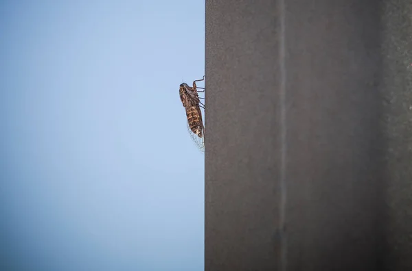 Cicada Fäst Vid Metallstav Blå Himmel Bakgrund — Stockfoto