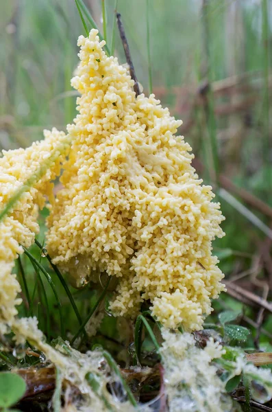 Mucilago crustacea, also known as dog sick slime mould. Carpophore with the appearance of a foamy mass