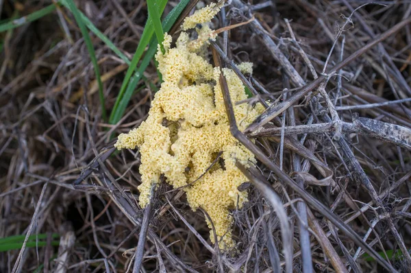 Mucilago crustacea, also known as dog sick slime mould. Carpophore with the appearance of a foamy mass