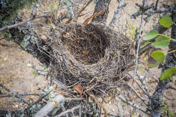 Little Birds Nest Middle Bush Barruecos Natural Area Caceres Extremadura — Stock Photo, Image