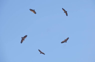 Griffon akbabaları uçuyor. La Serena bölge gökyüzü, Extremadura, İspanya