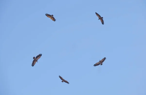 Círculo Abutres Griffon Voando Sobre Serena District Sky Extremadura Espanha — Fotografia de Stock