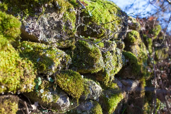 Pozadí Zeleného Lišejníku Suché Kamenné Zdi Selektivní Zaměření — Stock fotografie