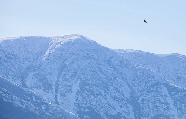 One Vulture Flying Snowy Peaks Sierra Gredos Garganta Ambroz Valley — Stock Photo, Image