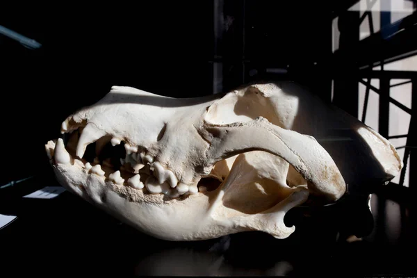 Garganta Spanya Kasım 2020 Büyük Danua Köpek Kafatası Almanya Dan — Stok fotoğraf