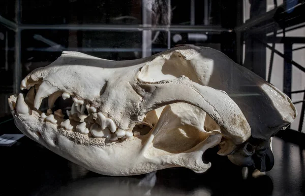 Garganta Spagna Novembre 2020 Grande Cranio Cane Danese Razza Cani — Foto Stock