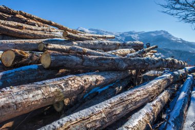 Karlı ceviz kütükleri yığını. Dağ ormancılığı kavramı