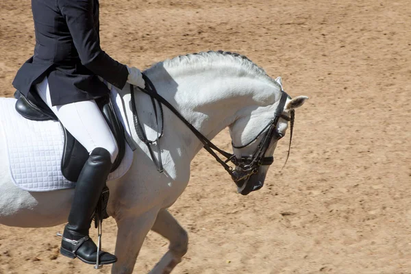 Exposición Caballos Españoles Pura Raza Movimiento Bluerred Tiro — Foto de Stock