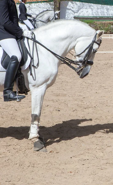 Exposição Cavalos Espanhóis Raça Pura Perfil — Fotografia de Stock