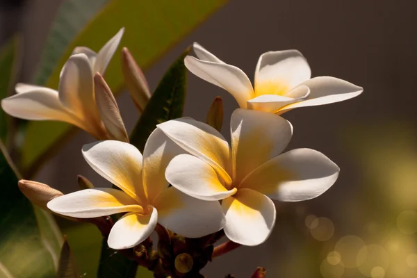 Flores — Foto de Stock